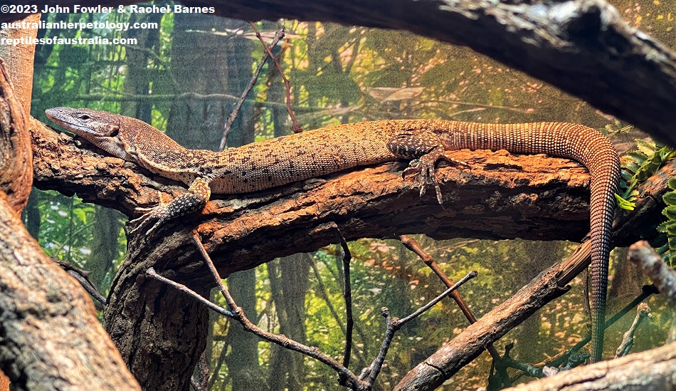 Spotted Tree Monitor (Varanus similis) ("pellewensis" form) photographed at the Cairns Aquarium, Qld.